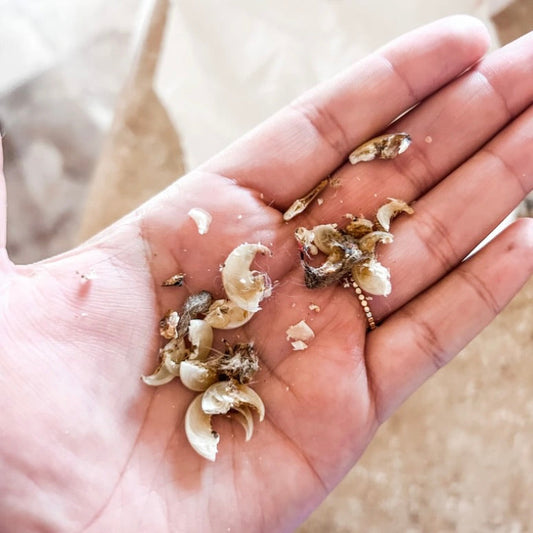 Me-Owch! Cat Nail Care 101