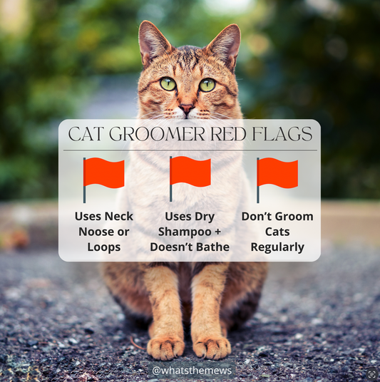 Cat Groomer Red Flags - Things To Watch Out For